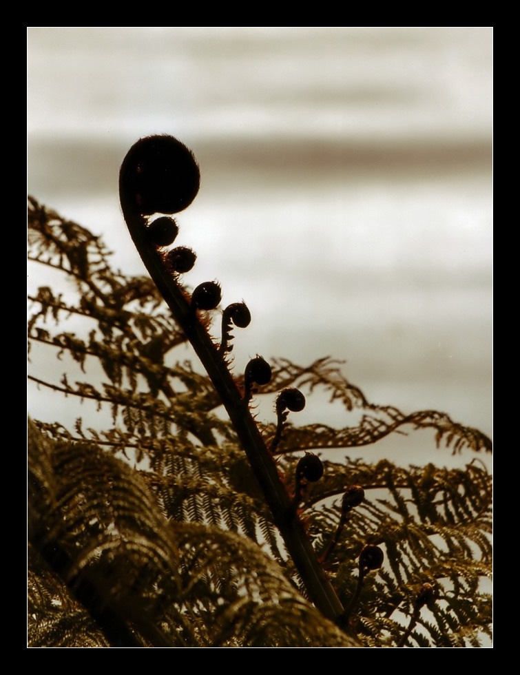 New Zealand Silverfern