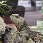 New Zealand Tuatara