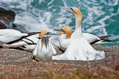 New Zealand Wildlife I