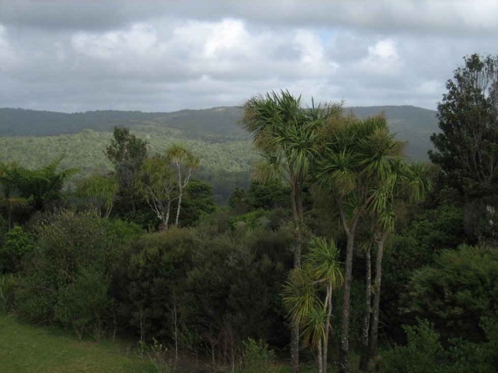 new zealand woods