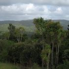 new zealand woods