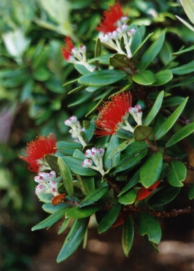 New Zealand/Christmas Tree