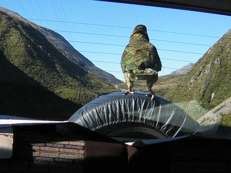 New Zealands Alpine Parrot