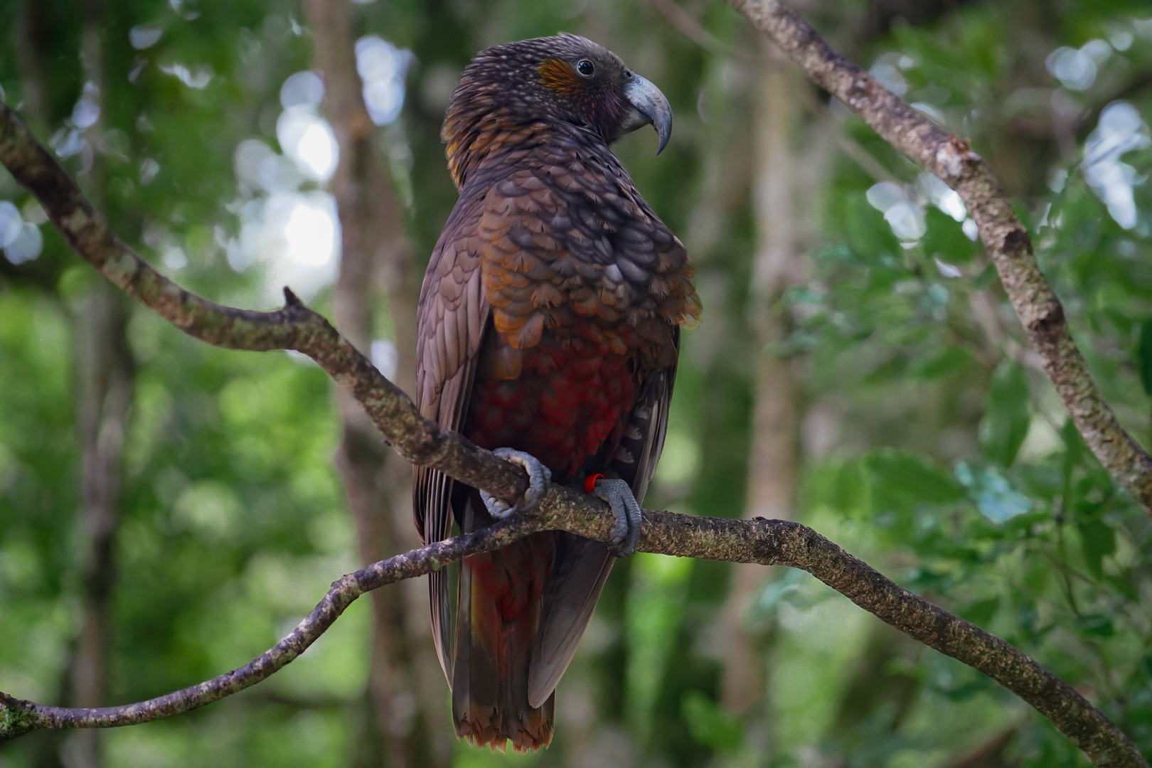 New Zealands Kaka