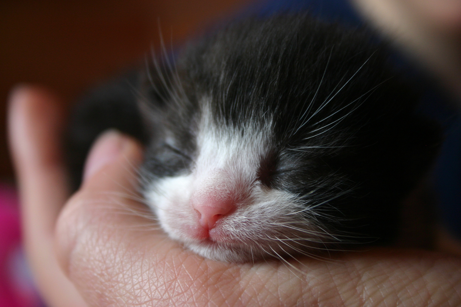 Newborn