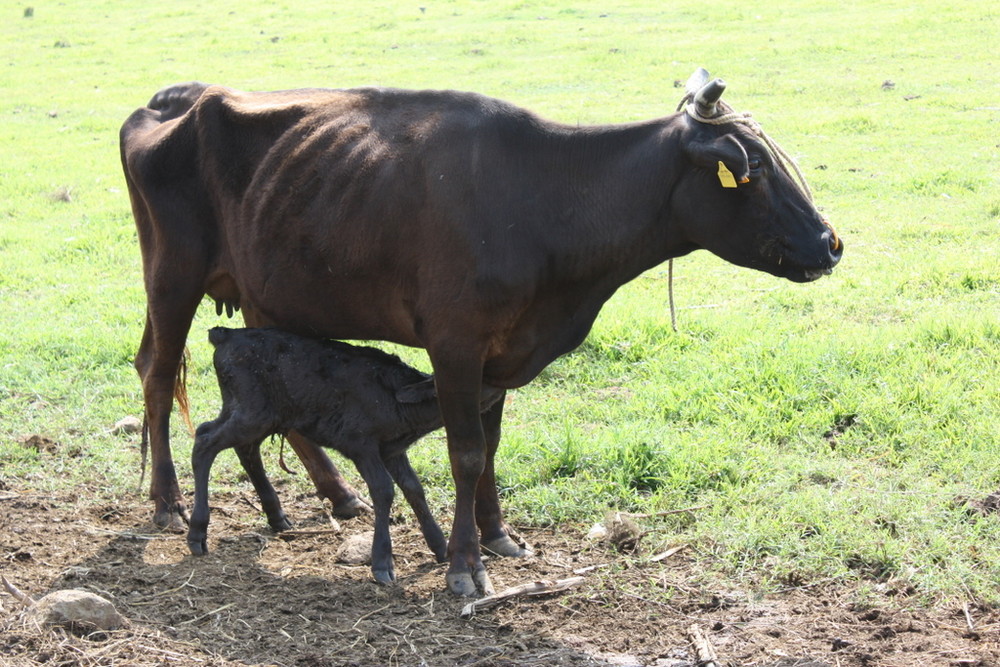 Newborn and Confused