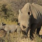 Newborn baby rhino