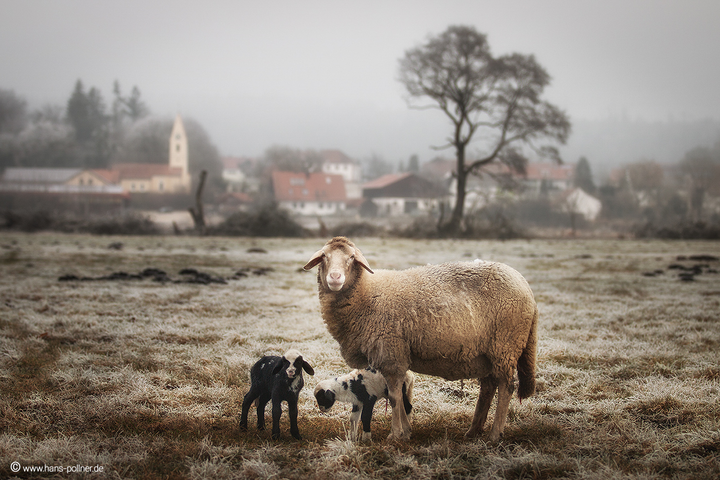 Newborn shooting 