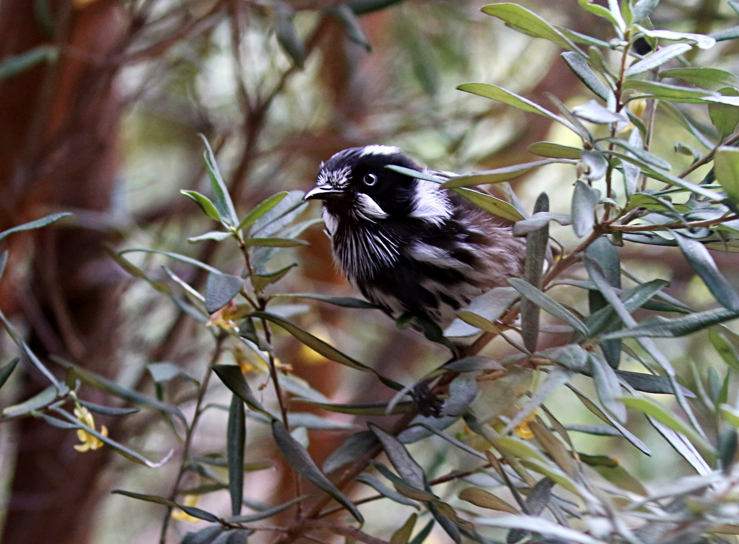 Newholland-Honeyeater ...