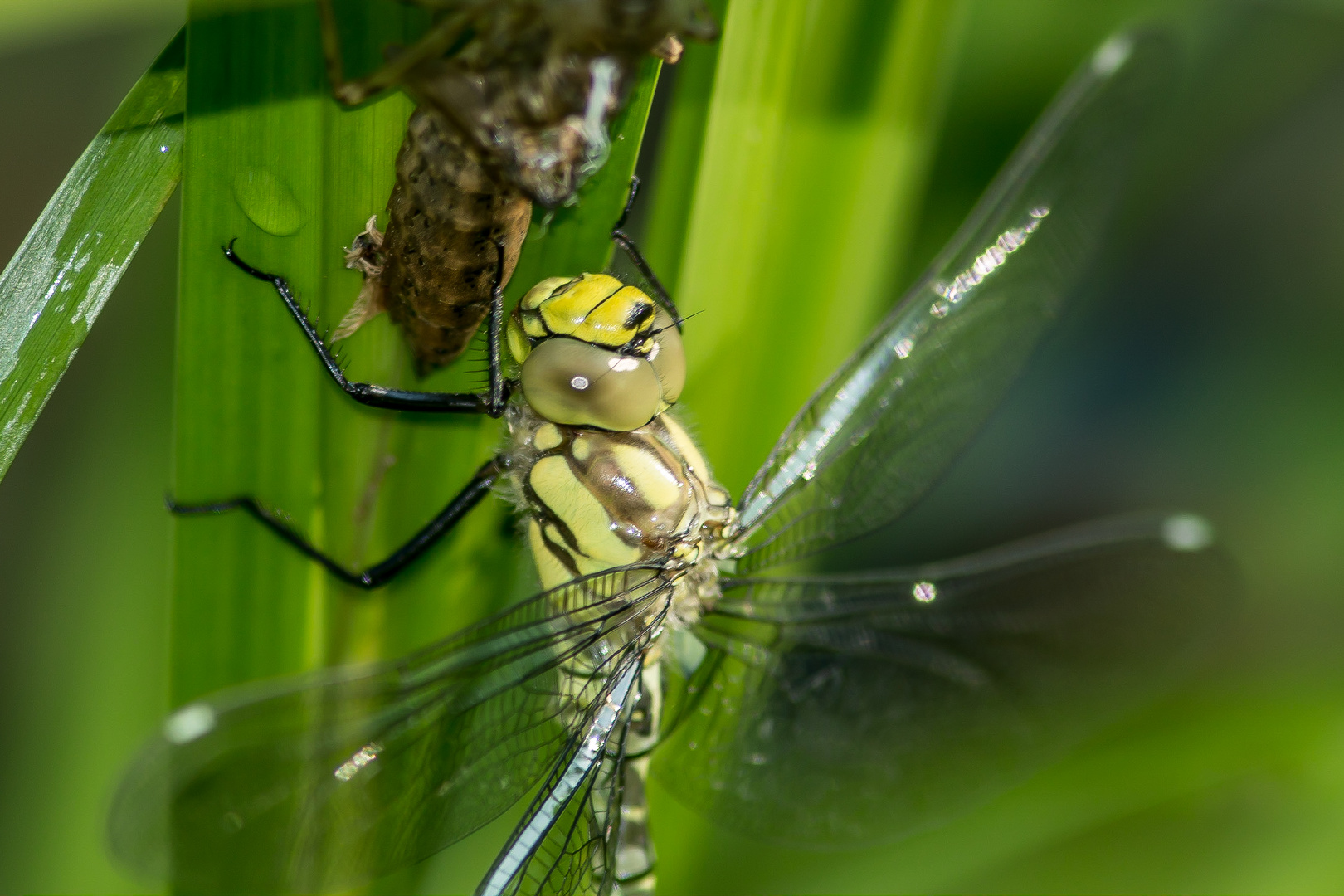 Newly born