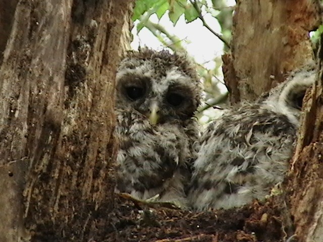 Newly re-installed Barred owl