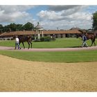 Newmarket Tattersalls