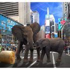 News: Elephants vs. Time Square