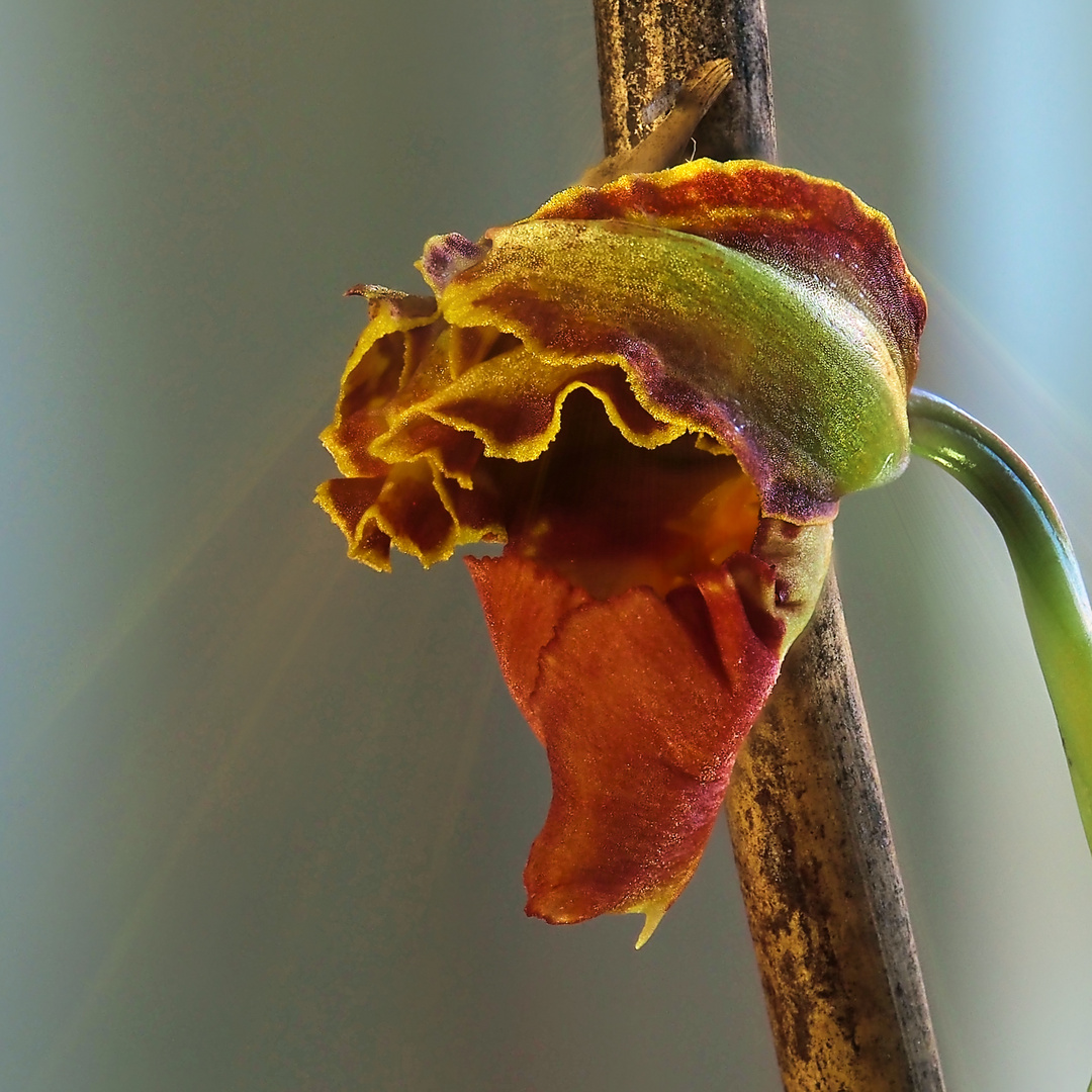 news from the living room jungle (1)