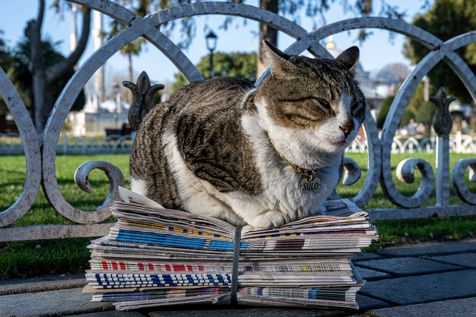 Newspaper-cat