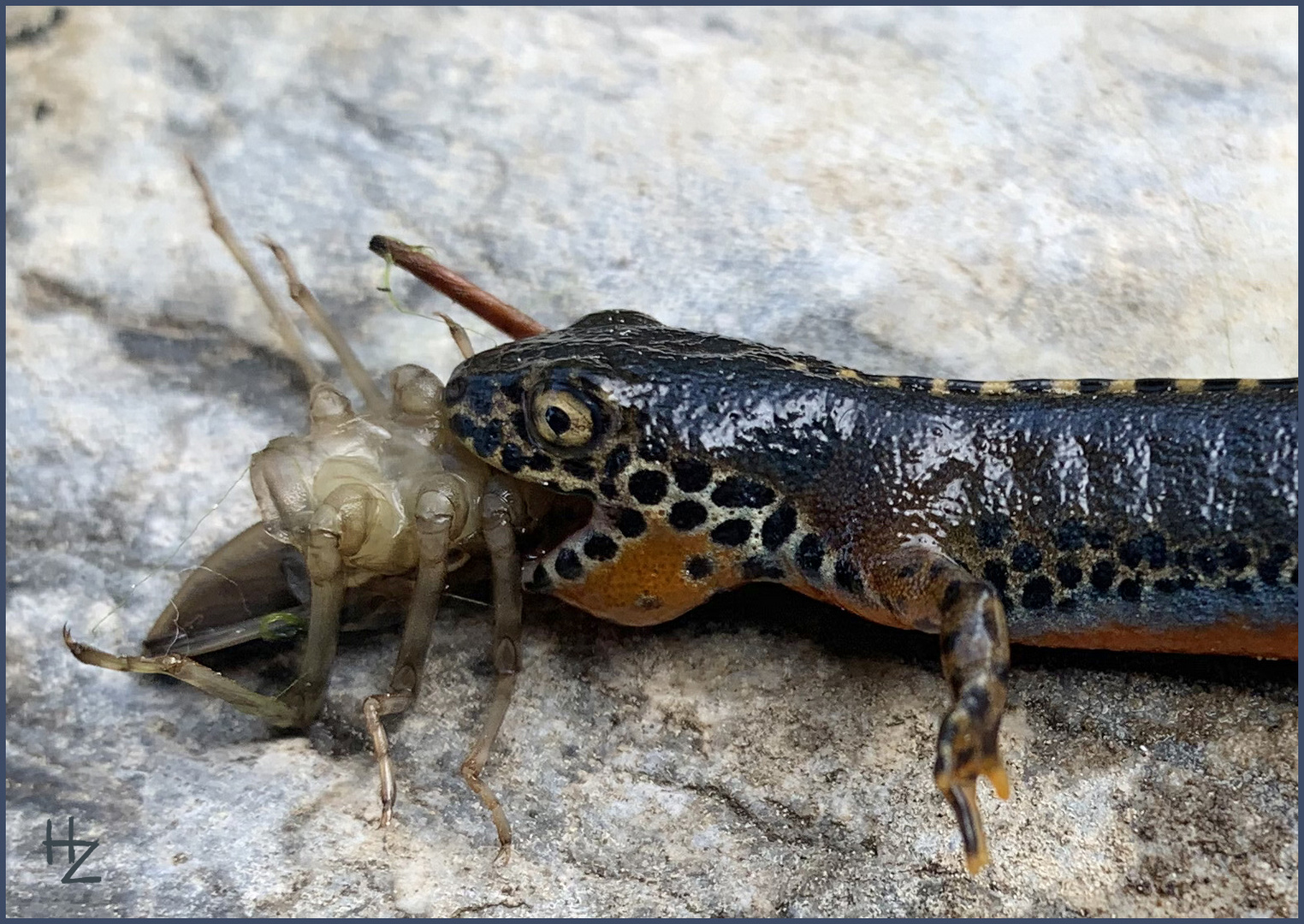 newt eating a dragonfly nymph