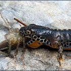 newt eating a dragonfly nymph