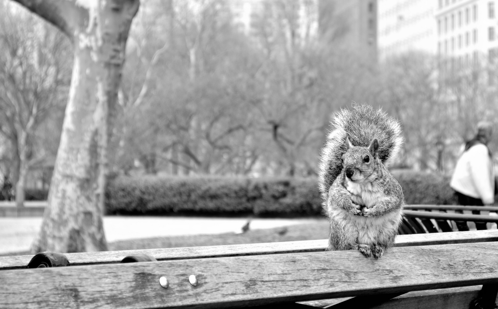 NewYork Squirrel