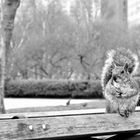 NewYork Squirrel