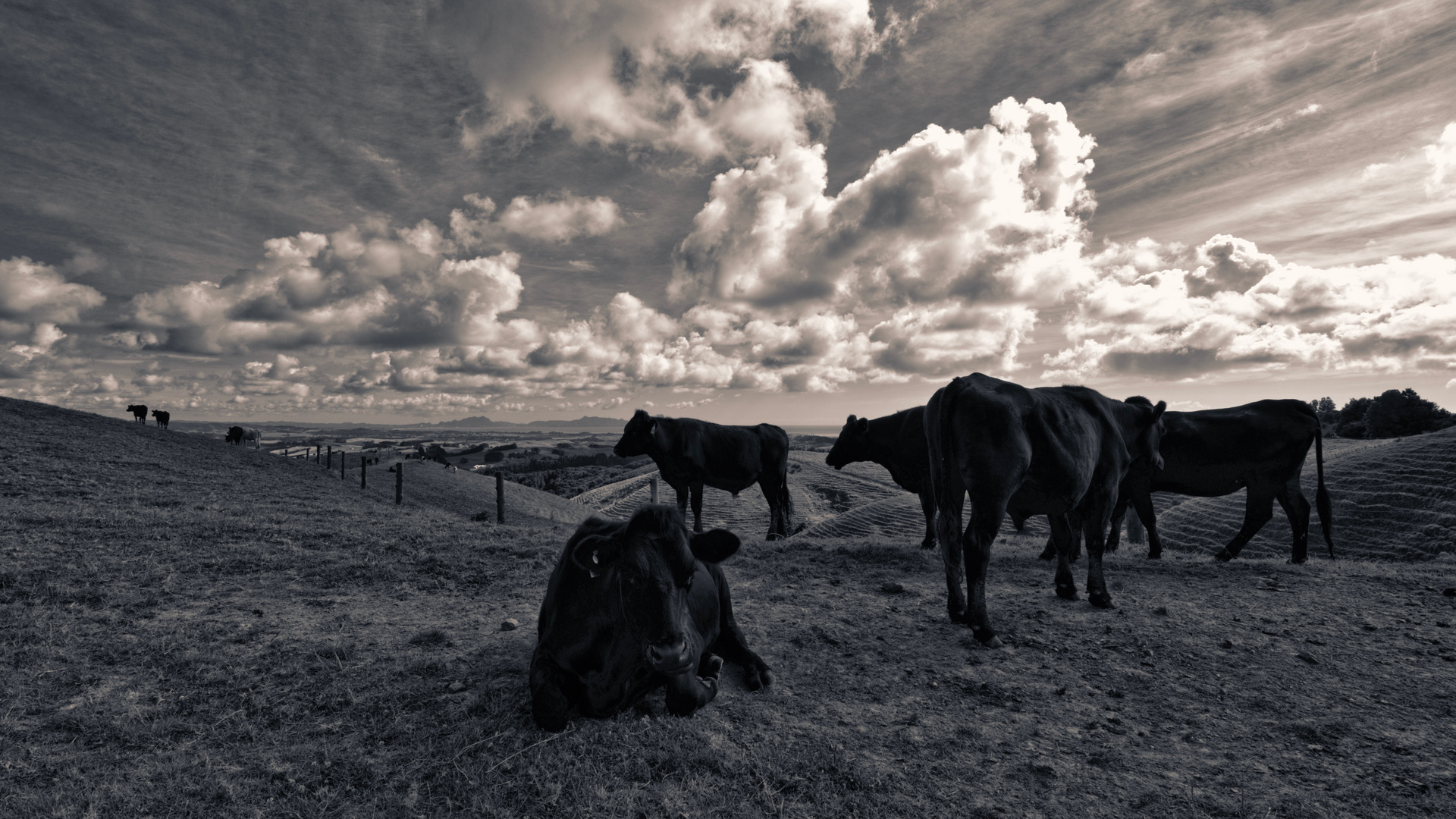 Newzealand beef