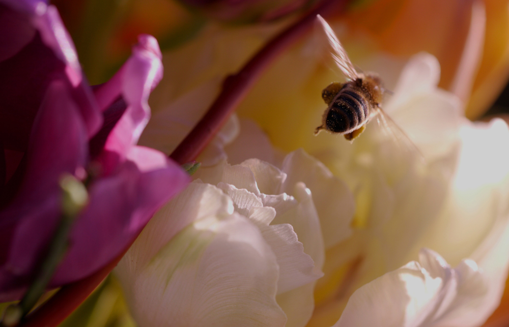 Next Bouquet, please!