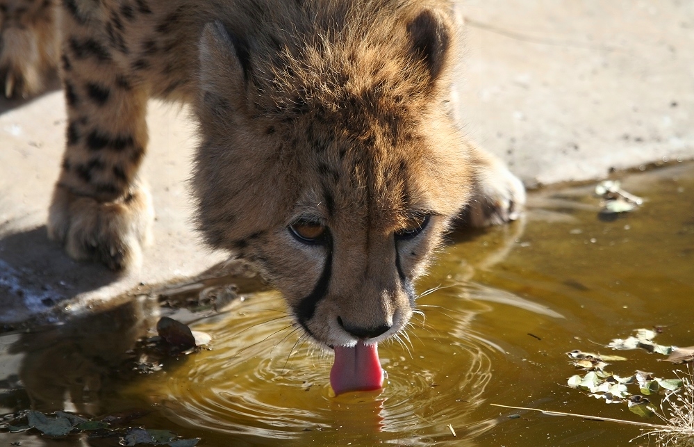 Next drinking Cheetah - Gepard