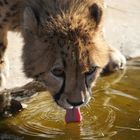Next drinking Cheetah - Gepard