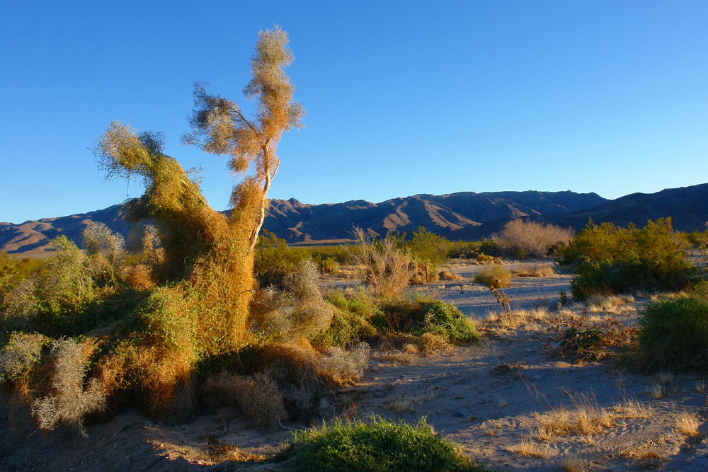 Next to Cactus Garden