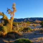 Next to Cactus Garden