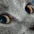 Neytiri V - "Cat's Eye"