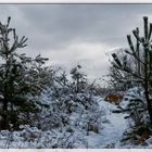 nez à nez avec un renard