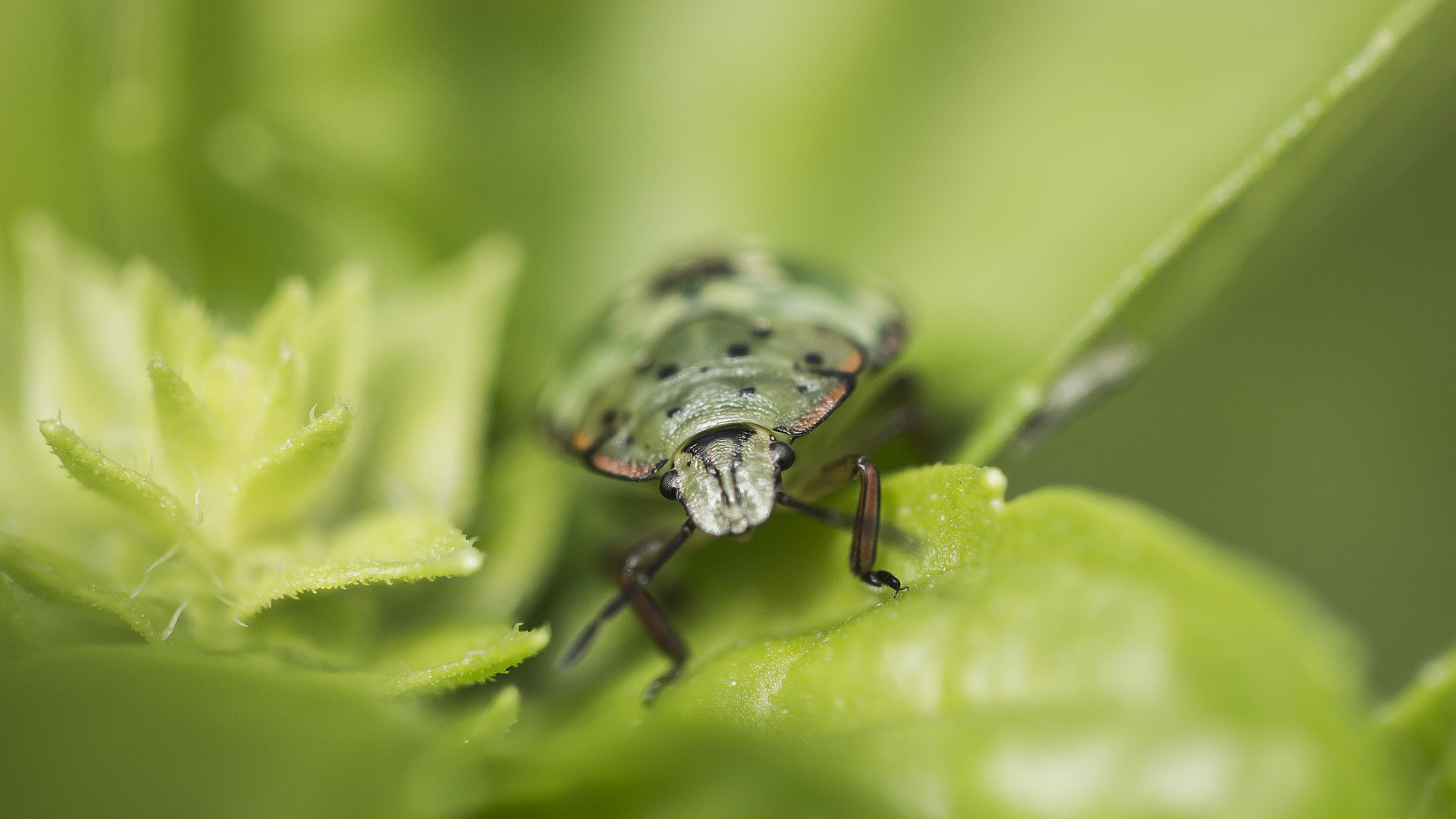 Nezara viridula