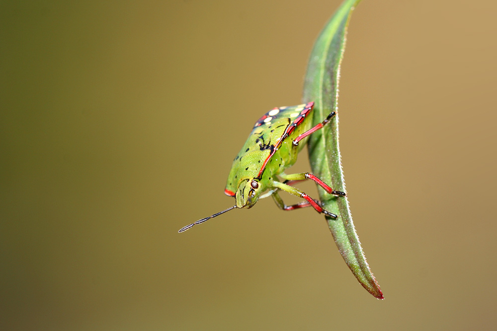 Nezara viridula