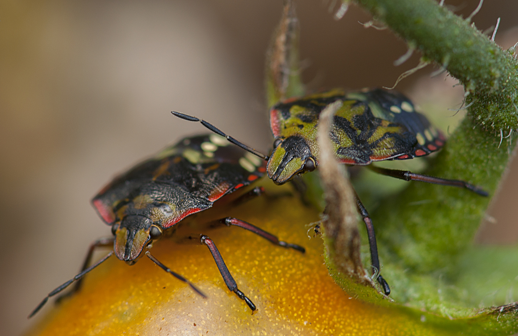 Nezara Viridula (coppia)