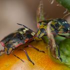 Nezara Viridula (coppia)