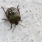 Nezara viridula