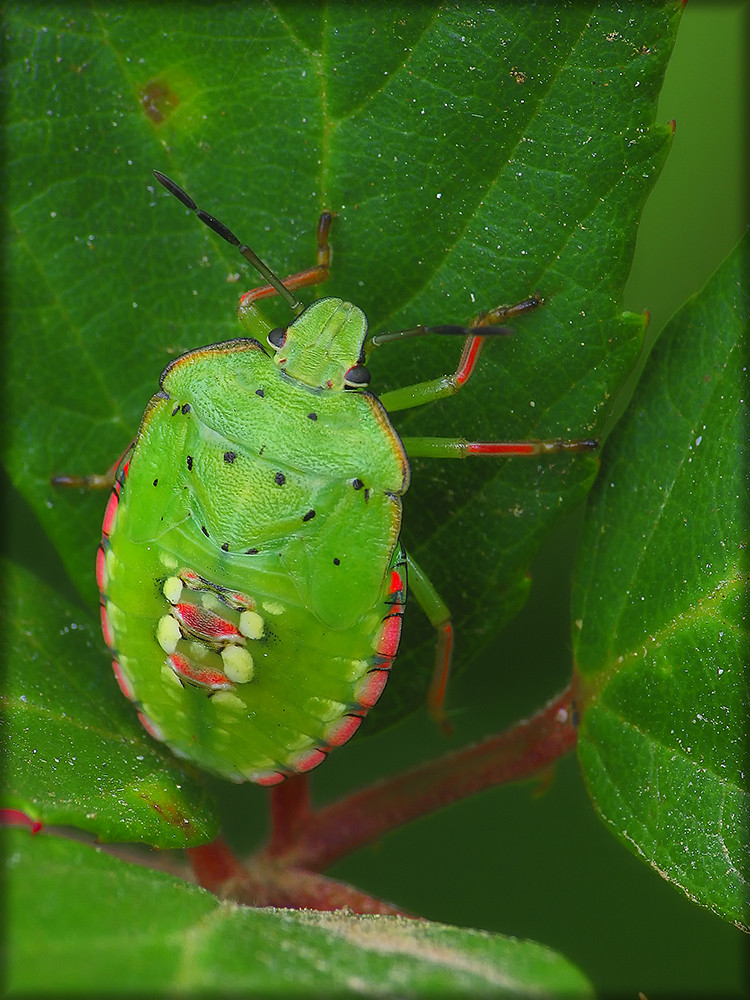 Nezara viridula