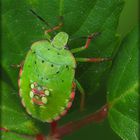 Nezara viridula