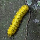 Ngaga caterpillar