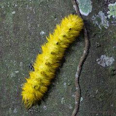 Ngaga caterpillar