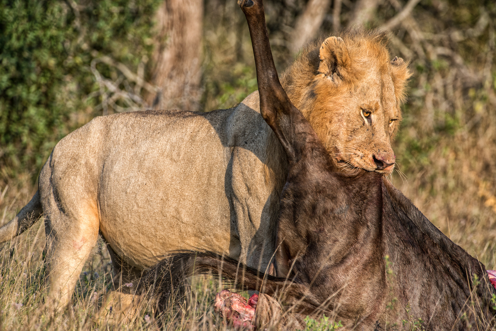 Ngala Private Game Lodge