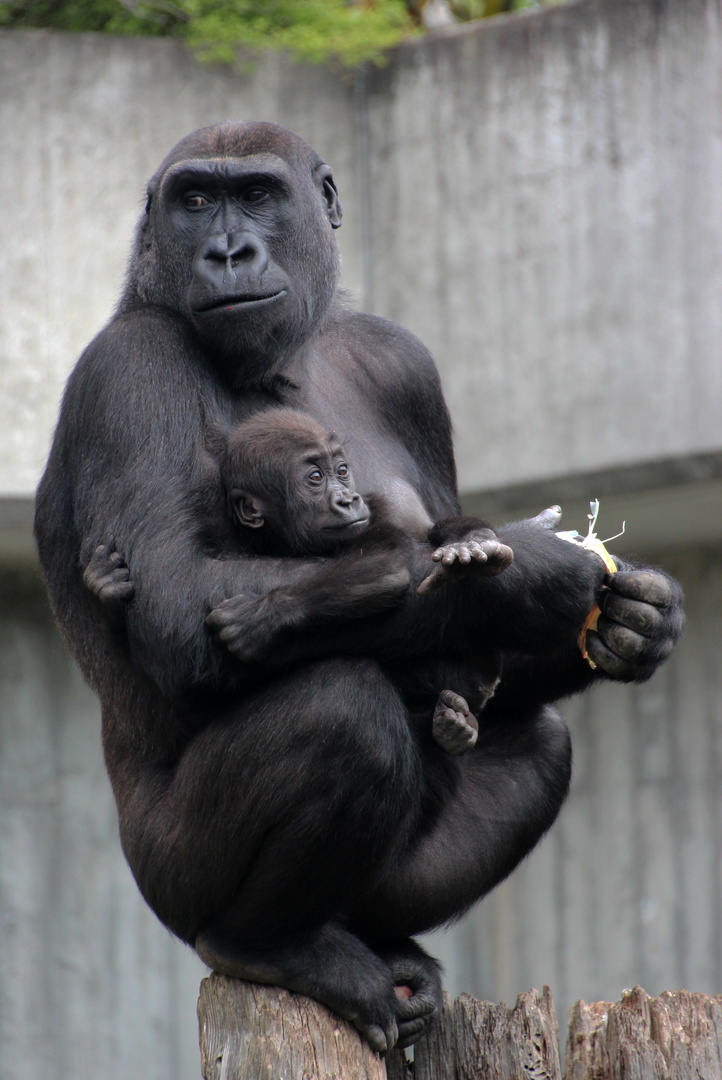 N'Gambe und Sohn Kwame