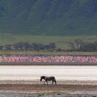 Ngorogoro-Krater