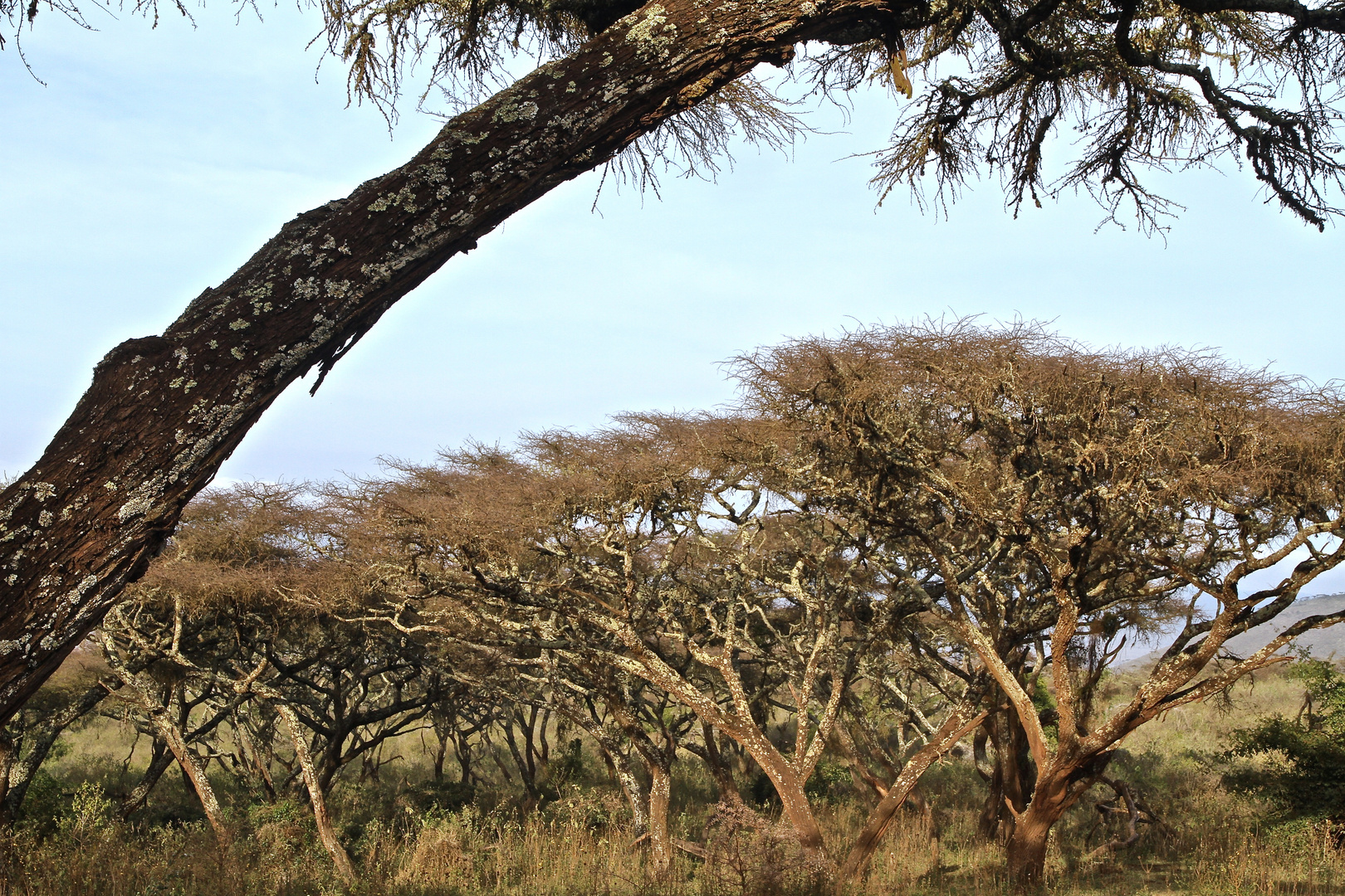 Ngorongoro 2