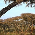 Ngorongoro 2