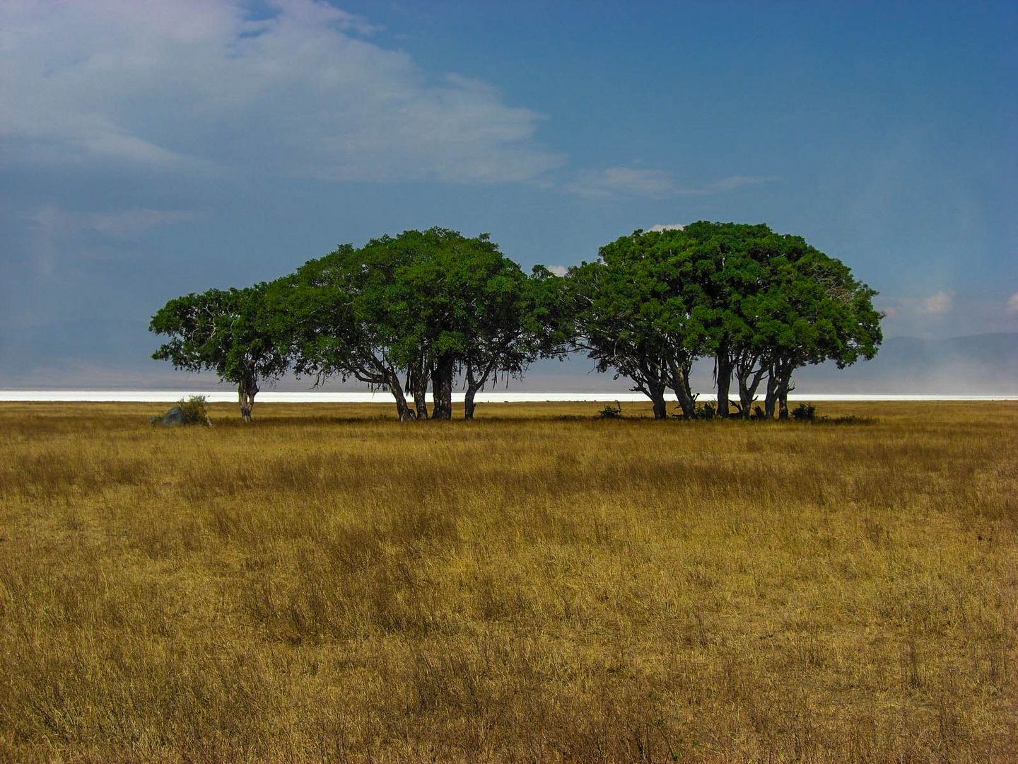 Ngorongoro