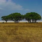 Ngorongoro