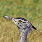 Ngorongoro Crater, Riesentrappe