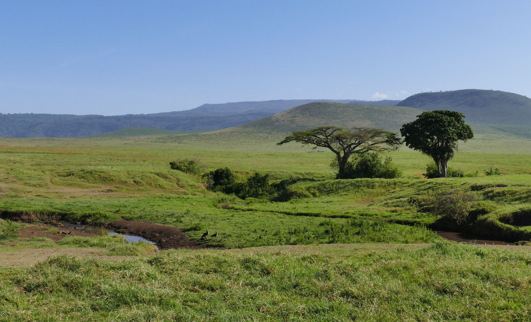 ...Ngorongoro Feelings...