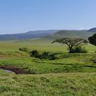 ...Ngorongoro Feelings...